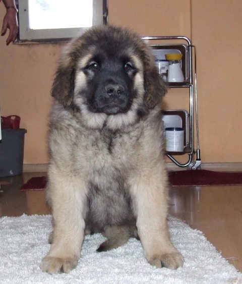 Leonberger_2.jpg
