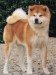 akita_inu[1].jpg